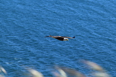 Haliaeetus leucocephalus washingtoniensis