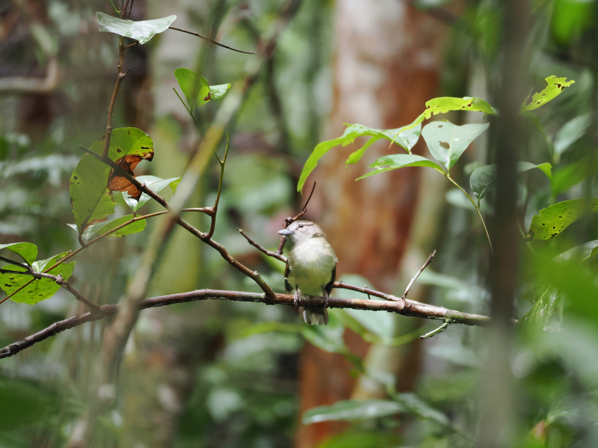Hook-billed Bulbul (Setornis criniger), photo 9