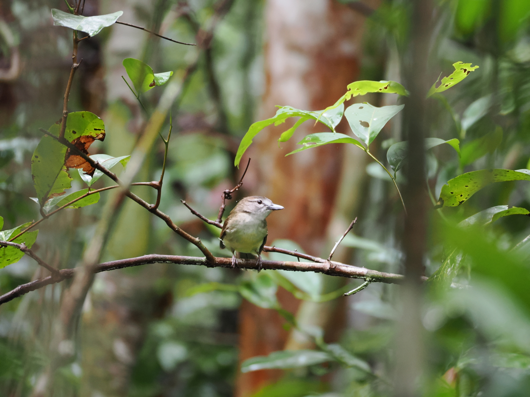 Hook-billed Bulbul (Setornis criniger), photo 2