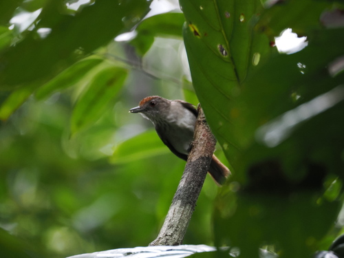Rufous-crowned Babbler (Malacopteron magnum), photo 5