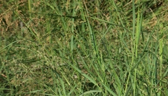 Panicum antidotale