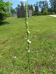Spiranthes vernalis