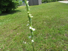 Spiranthes vernalis