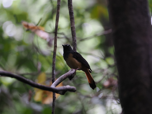 Rufous-tailed Shama (Copsychus pyrropygus), photo 5