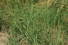 Panicum antidotale