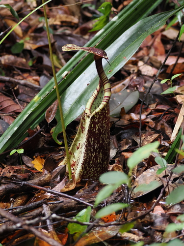 Nepenthes rafflesiana