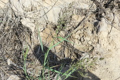 Panicum antidotale
