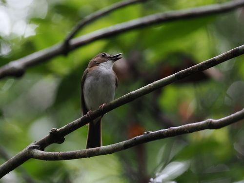 Grey-chested Jungle Flycatcher (Cyornis umbratilis), photo 10