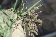 Panicum antidotale