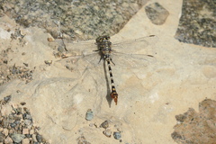 Paragomphus sinaiticus