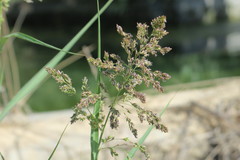 Panicum antidotale