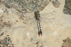 Paragomphus sinaiticus