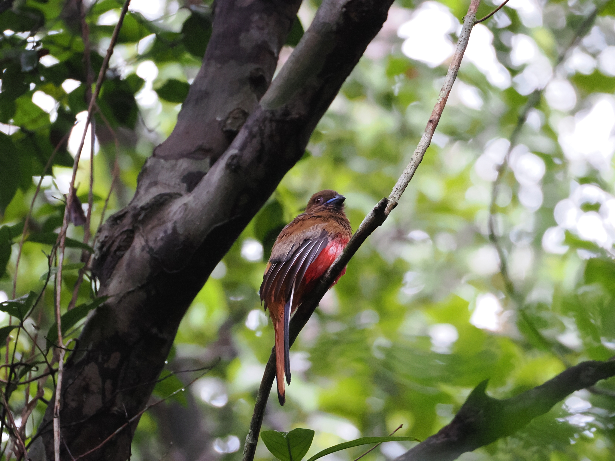 Diard's Trogon (Harpactes diardii), photo 10