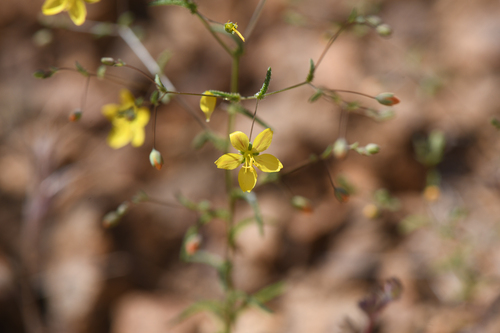 glandular western flax (Hesperolinon adenophyllum)