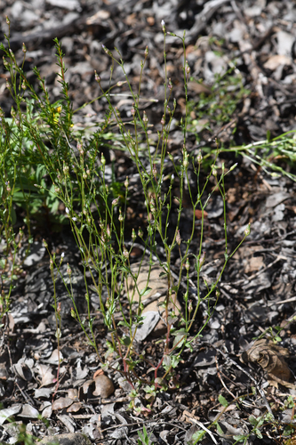 Eastwood's bellflower (Ravenella angustiflora)