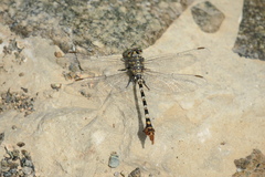 Paragomphus sinaiticus