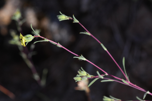 small-flowered calycadenia (Calycadenia micrantha)