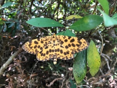 Epobeidia tigrata tigrata