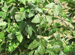 Vigna unguiculata sesquipedalis
