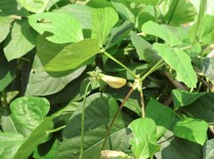 Vigna unguiculata sesquipedalis