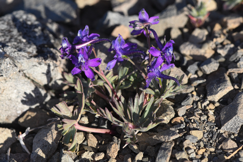 Anthony Peak larkspur (Delphinium antoninum)