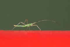 Mecistoscelis scirtetoides