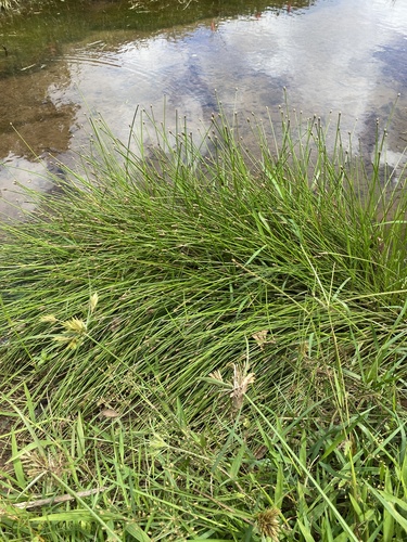 Eleocharis obtusa observed 2024-05-30