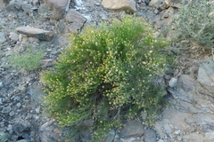 Pulicaria glutinosa