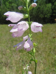Physostegia intermedia
