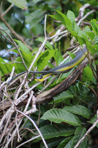 Common Tree Snake sighting