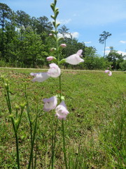 Physostegia intermedia