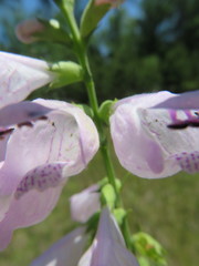 Physostegia intermedia