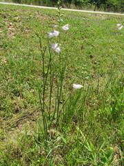 Physostegia intermedia