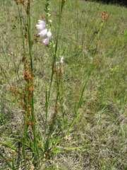 Physostegia intermedia