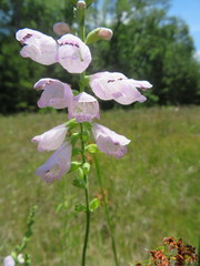 Physostegia intermedia