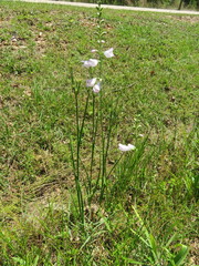 Physostegia intermedia