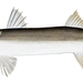 Striped Barracuda - Photo (Günther), no known copyright restrictions (public domain)