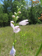Physostegia intermedia