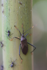 Notobitus meleagris