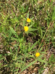 Stylosanthes biflora