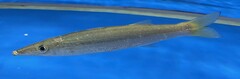 Yellowstripe Barracuda photo 4