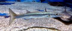 Yellowstripe Barracuda photo 5