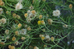 Pulicaria glutinosa