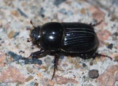 Alissonotum pauper