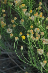 Pulicaria glutinosa