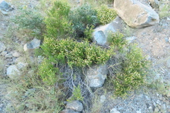 Pulicaria glutinosa