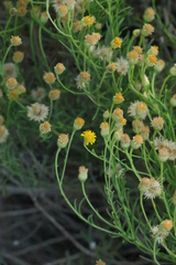 Pulicaria glutinosa