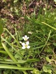 Cardamine amara