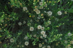 Pulicaria glutinosa