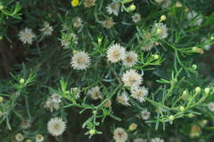 Pulicaria glutinosa